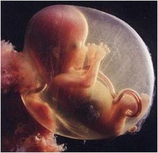 Embryo, cenin Embryo, cenin