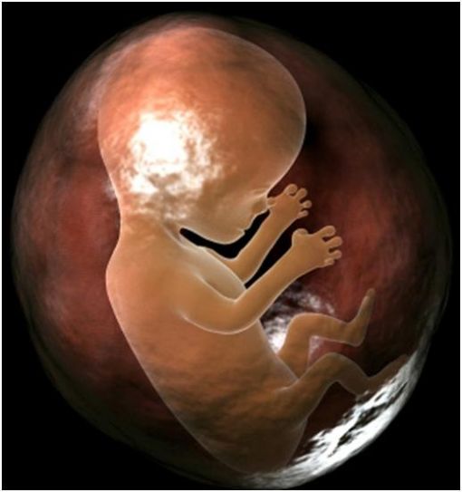 Embryo,- cenin Embryo,- cenin