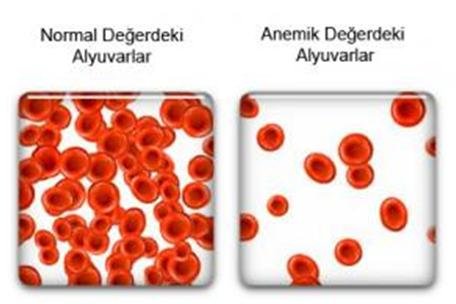 gebelikte anemi kansızlık, kan hücreleri alyuvarlar gebelikte anemi kansızlık, kan hücreleri alyuvarlar