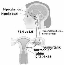 Süt Hormonu Fazlalığı (Hiperprolaktinemi) Süt Hormonu Fazlalığı (Hiperprolaktinemi)